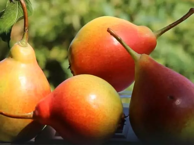 Приснилась большая сочная груша