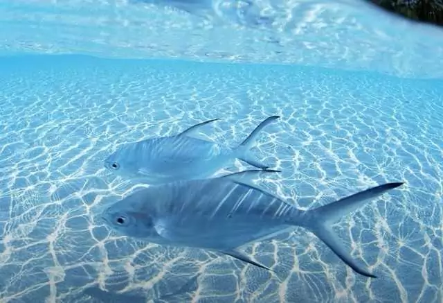 что снится к беременности