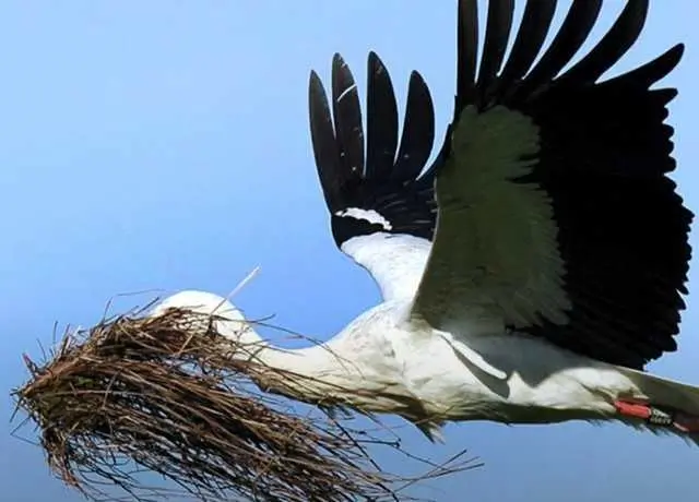 что снится к беременности