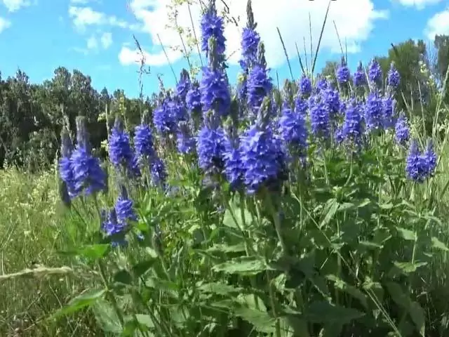 Снится бывший с понедельника