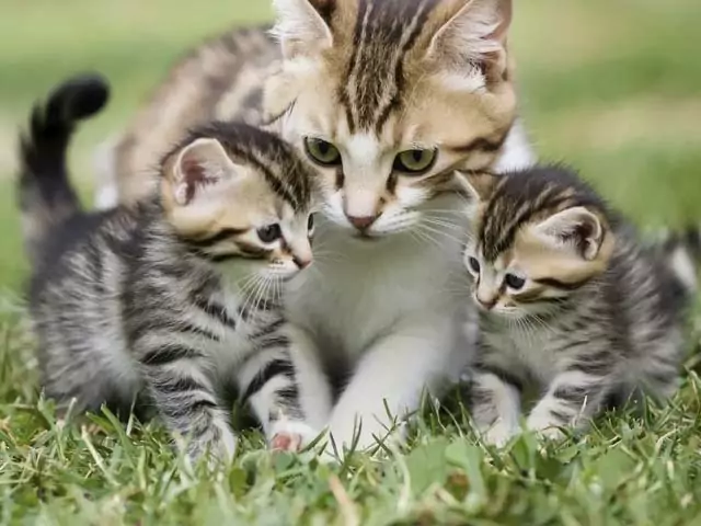 Сонник: кошка с котятами