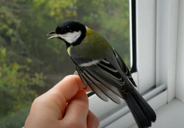 Сон птица в руках