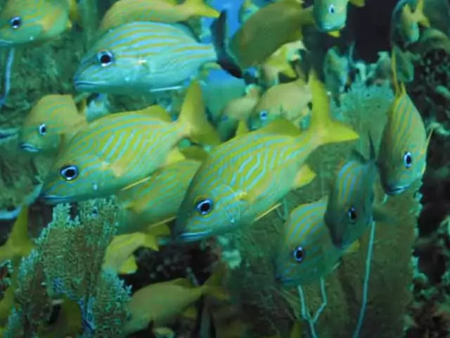 Сон о рыбе, к чему женщине