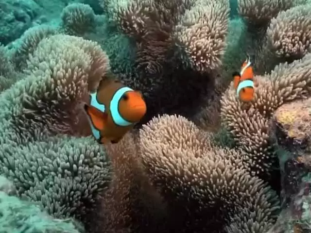 Снится схватить рыбу во сне живую