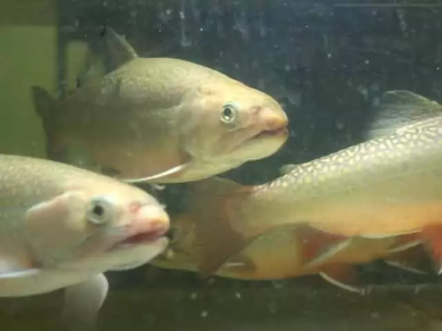 Сон о живых рыбах, что значит