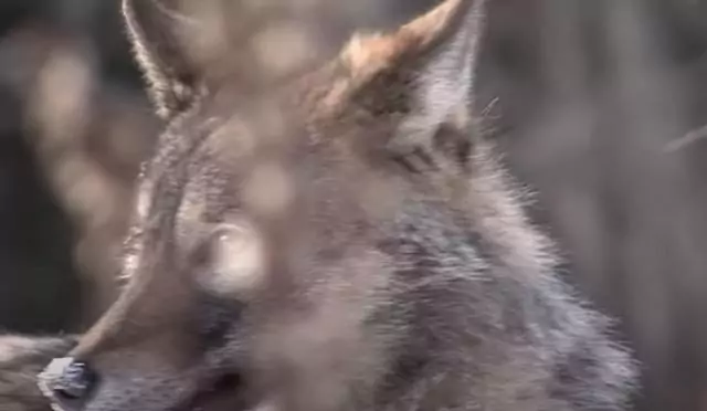 Почему девушке снились волки