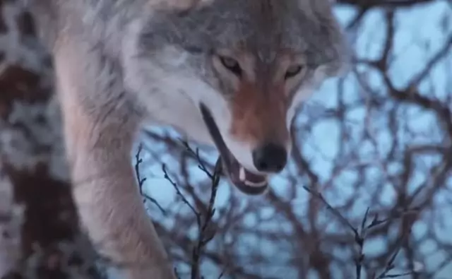 Снятся волки, много