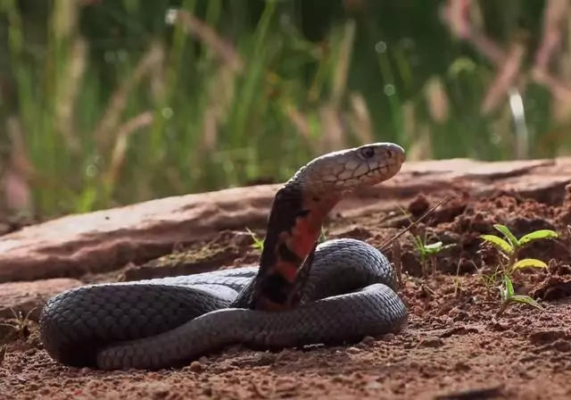 Почему женатый мужчина видит змей во сне
