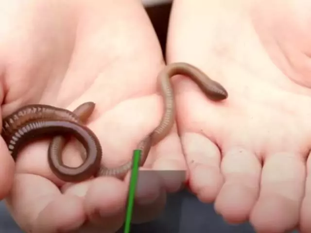 К чему снятся черви