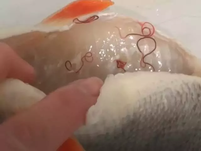 К чему снятся черви