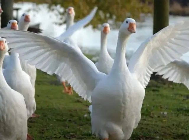 Сон про гусей