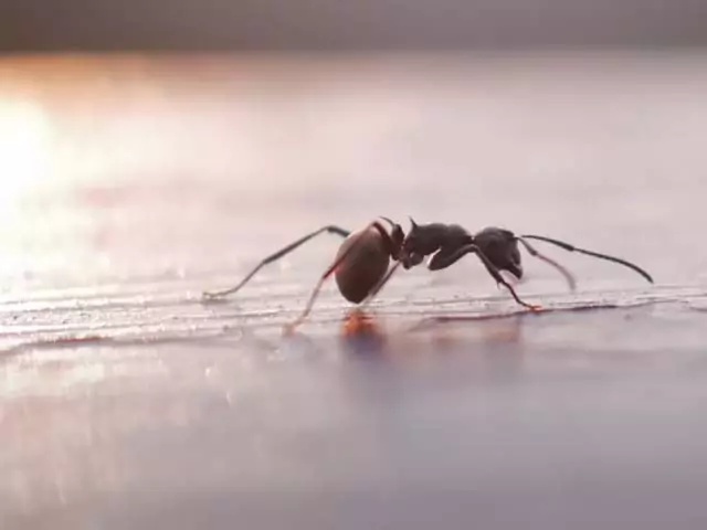 Снился большой муравей