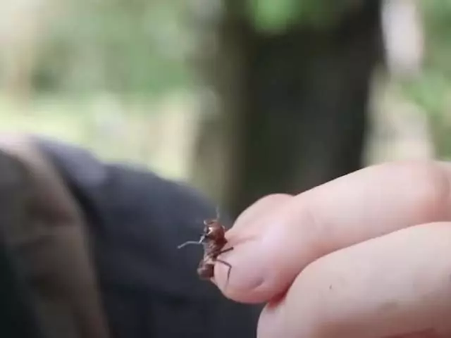 К чему во сне муравьи на пальцах ползают