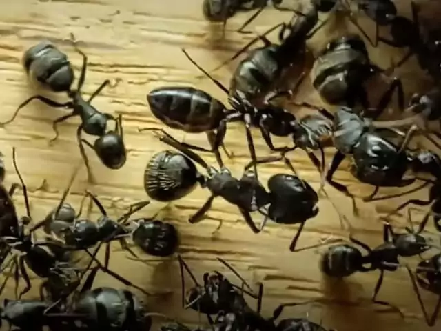 Муравей во сне