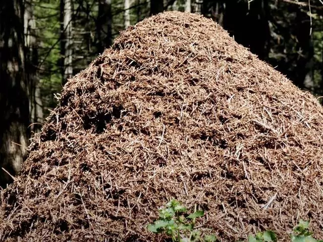 Приснился муравейник