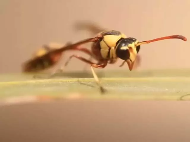 Оса во сне, к чему снится