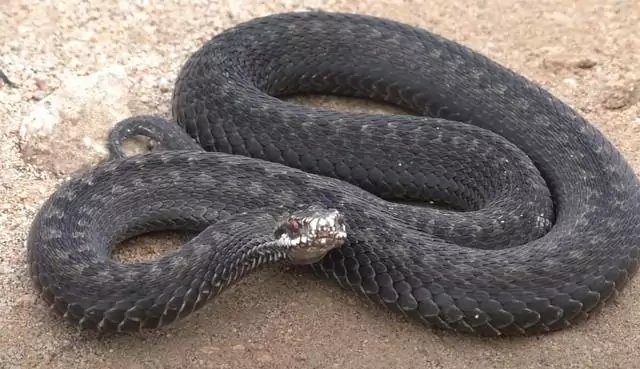 Сон про змей