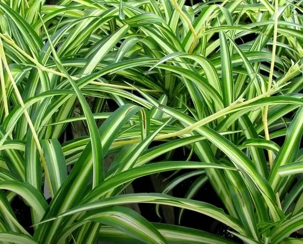 Растения счастья