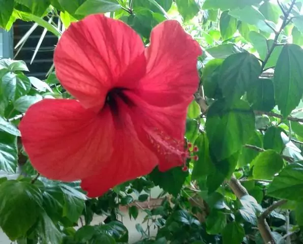 Растения счастья