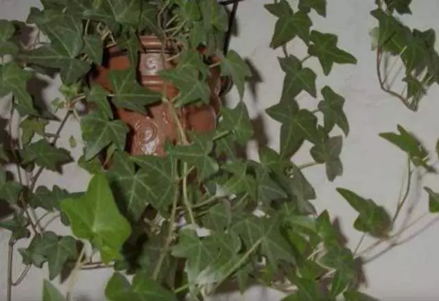 плющ вампир