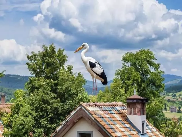 К чему аист садится на крышу