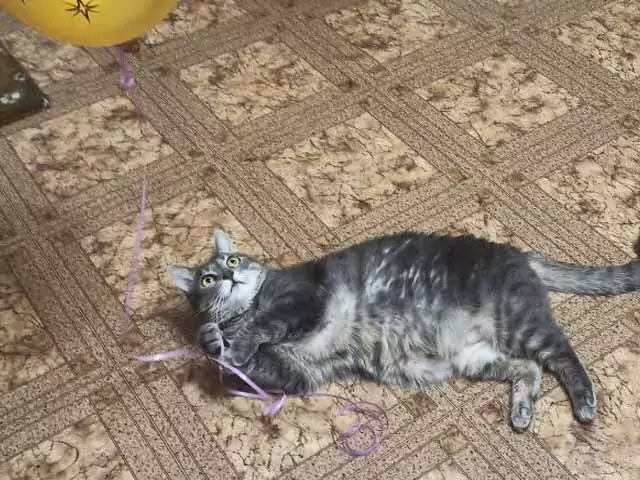 Снится умерший кот