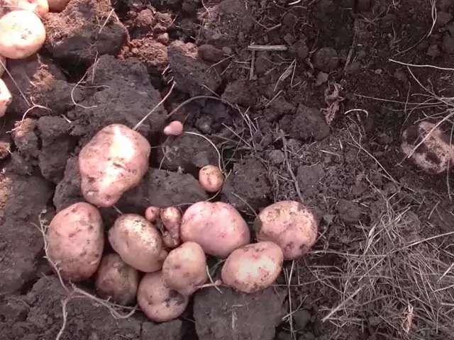 Сонник: копать картошку