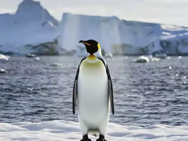 Сонник: пингвин
